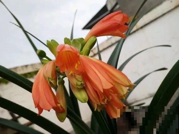 现在开花不一定是好事,赶紧剪掉,才能正常活 现在开花不一定是好事,赶紧剪掉,才能正常活