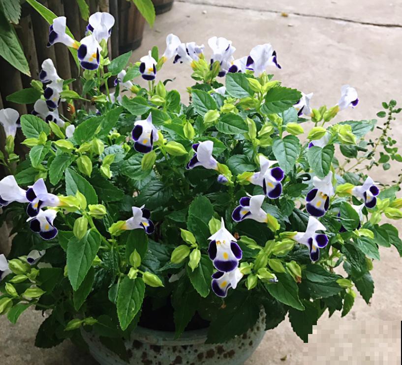 强悍的夏堇花,种一次全年开花,花朵越掐越有! 强悍的夏堇花,种一次全年开花,花朵越掐越有!