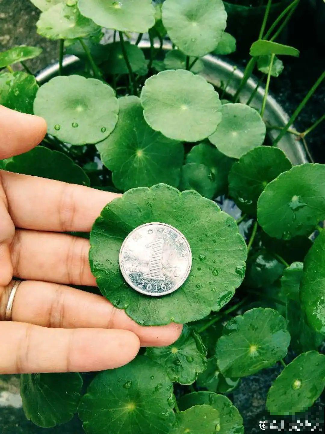 9种花,夏天剃个小平头,平平稳稳度夏天 9种花,夏天剃个小平头,平平稳稳度夏天