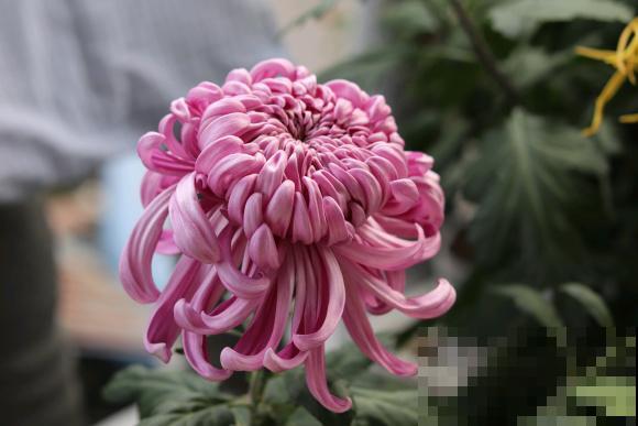 4种人间富贵花,雍容典雅、富贵逼人,一眼就被吸引了! 4种人间富贵花,雍容典雅、富贵逼人,一眼就被吸引了!