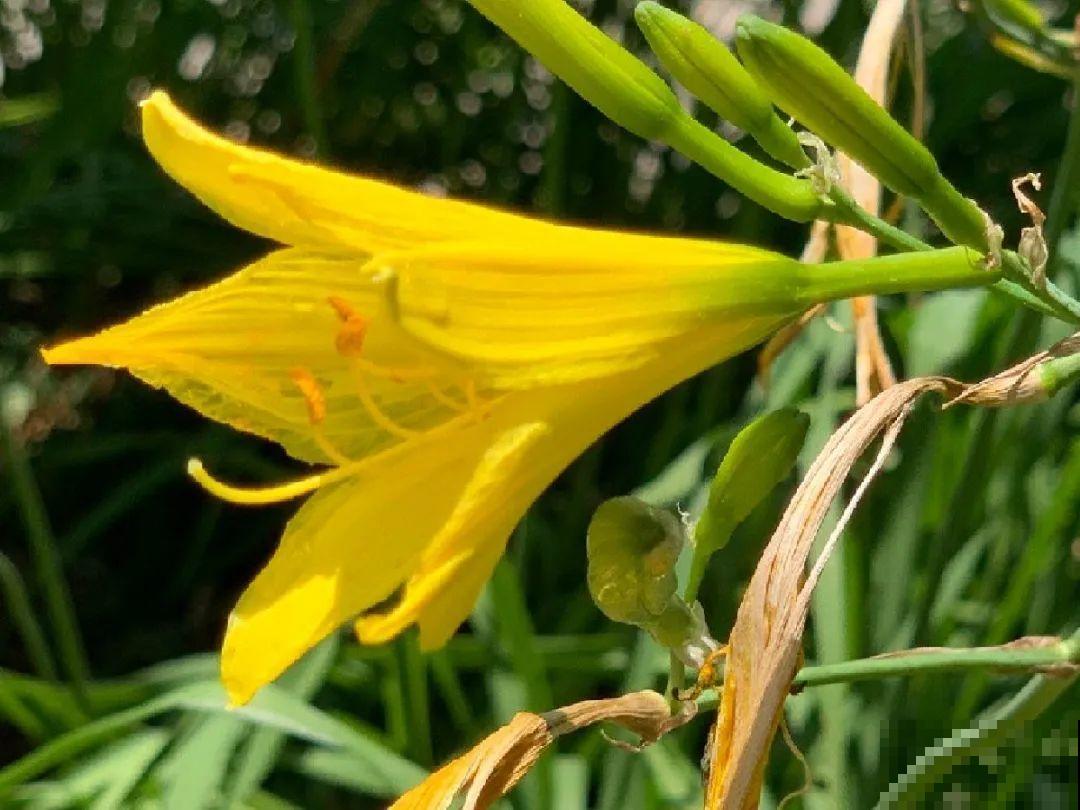 有些花有毒,家里有孩子要注意,不能乱碰 有些花有毒,家里有孩子要注意,不能乱碰