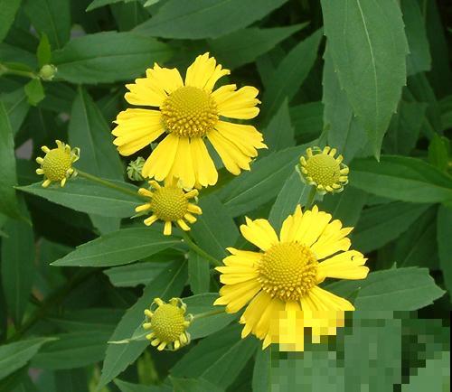 世界上品种最多的植物,没有之一,路边满大街都是! 世界上品种最多的植物,没有之一,路边满大街都是!