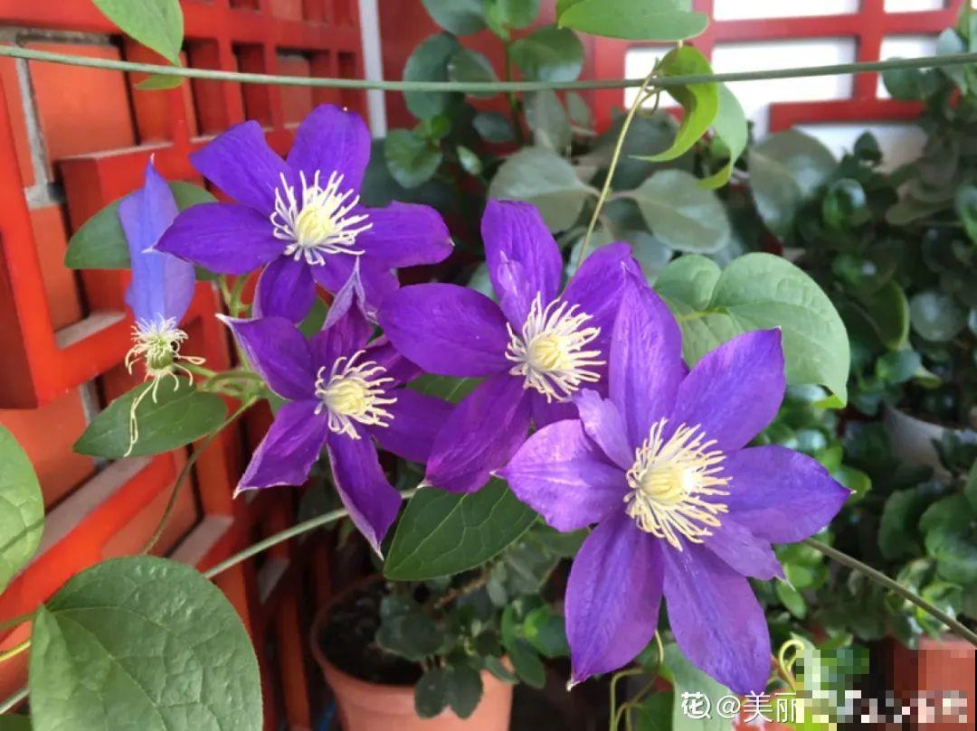 1种花现在剪,芽窜得更多,开出整面大花墙 1种花现在剪,芽窜得更多,开出整面大花墙