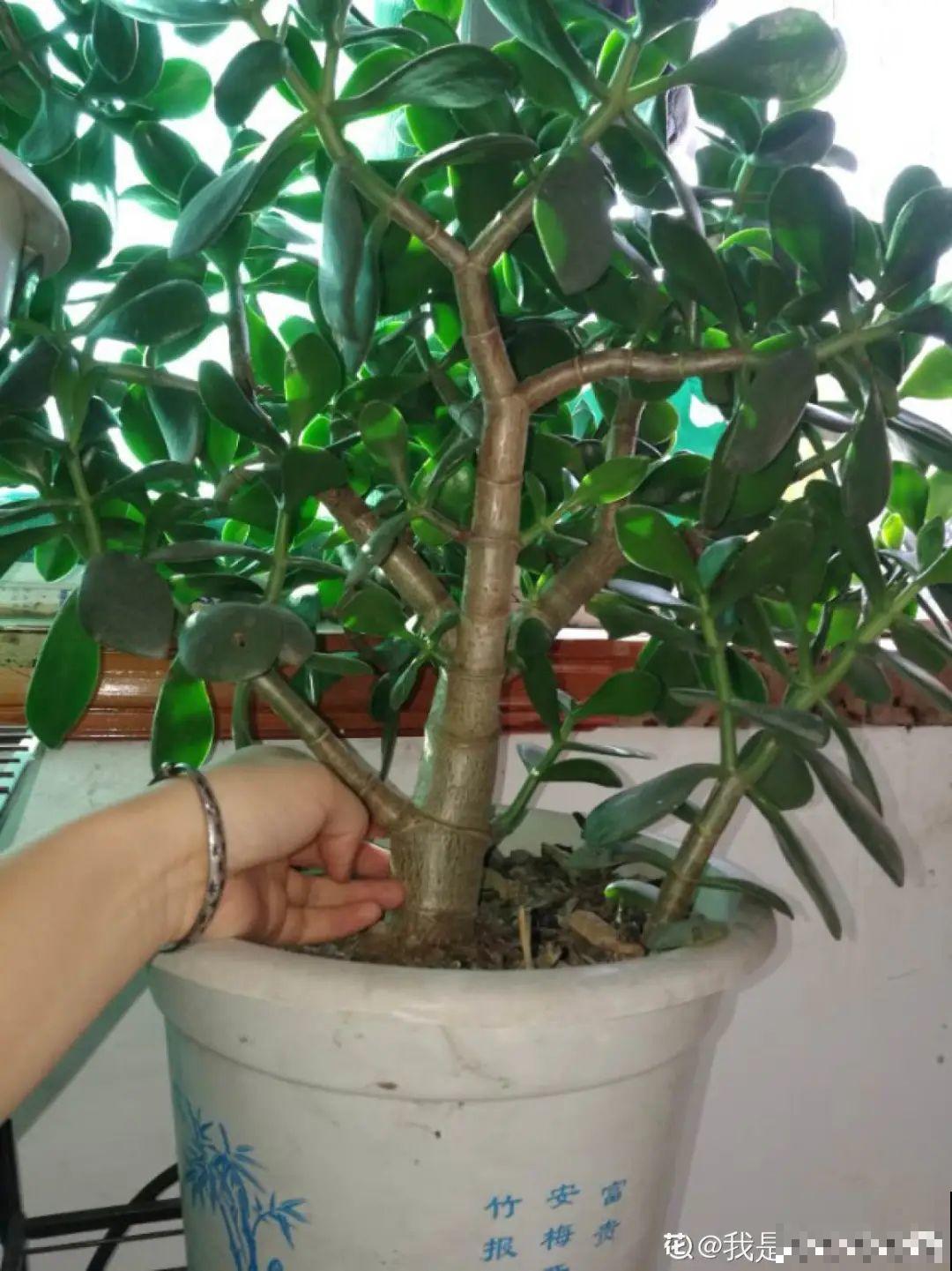 不用施肥打药,这花旱它几个月,疯狂爆花! 不用施肥打药,这花旱它几个月,疯狂爆花!