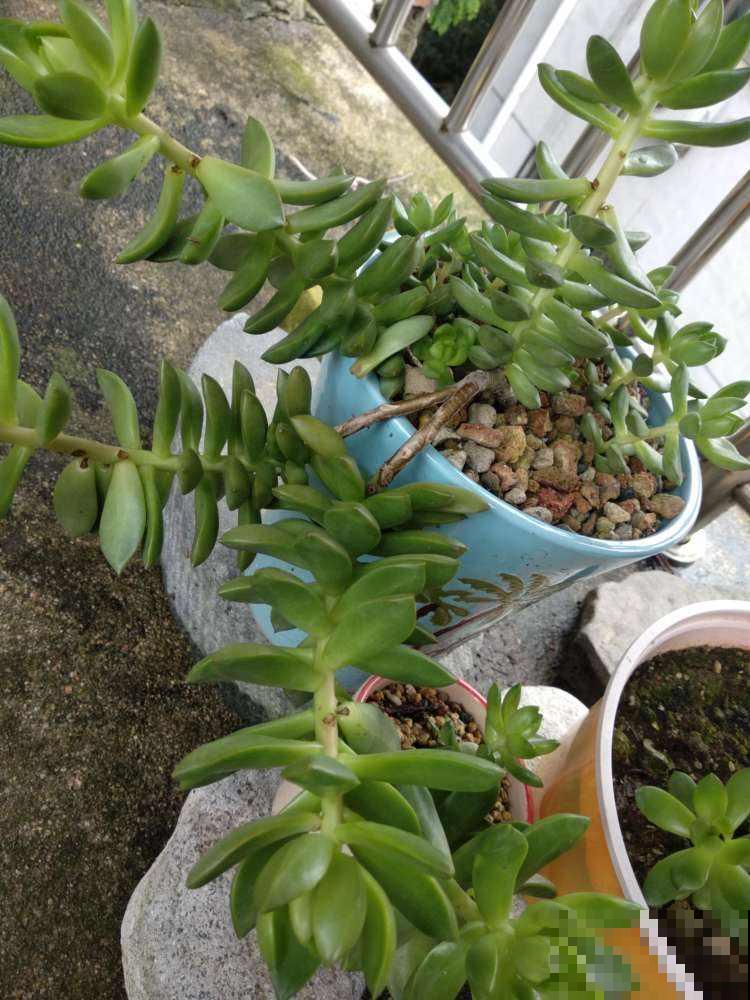 多肉市场上的骗局,赶紧记住,遇见了少上当 多肉市场上的骗局,赶紧记住,遇见了少上当