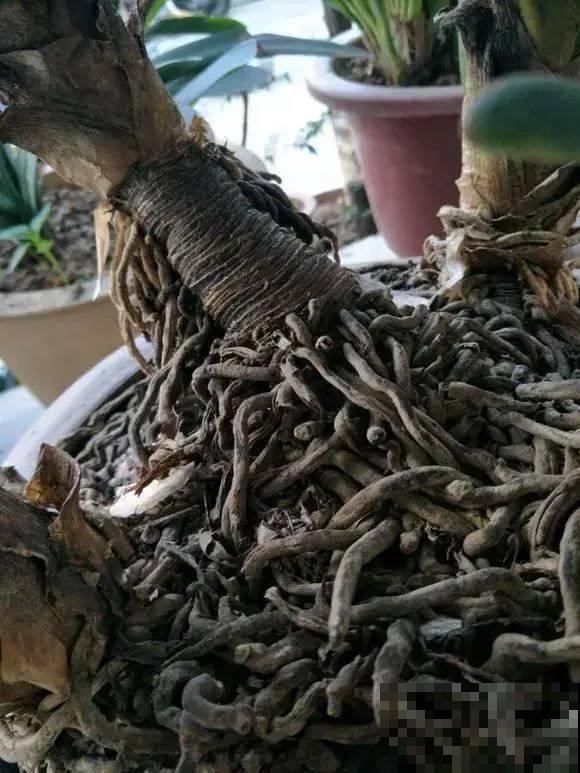 养这花，10年都不用换盆，照样养成传家宝