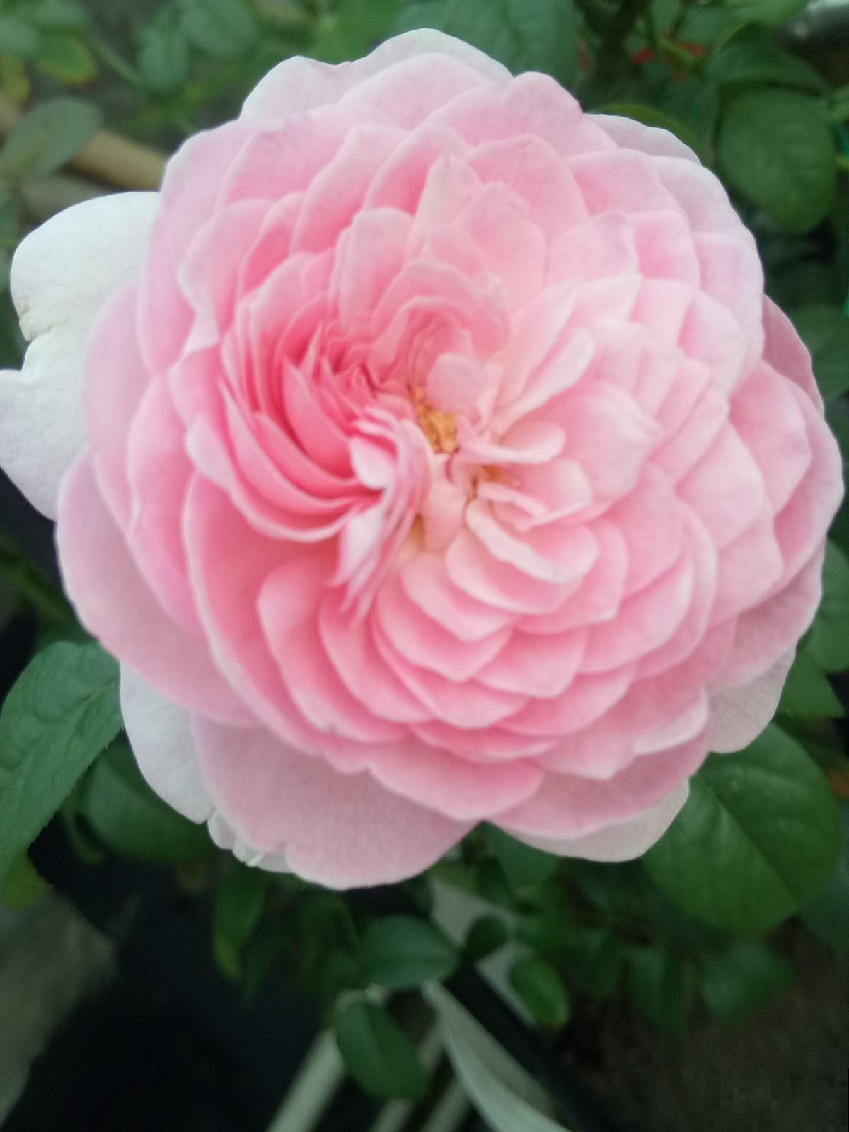 植物也能相克,这4种花千万别放一起 植物也能相克,这4种花千万别放一起