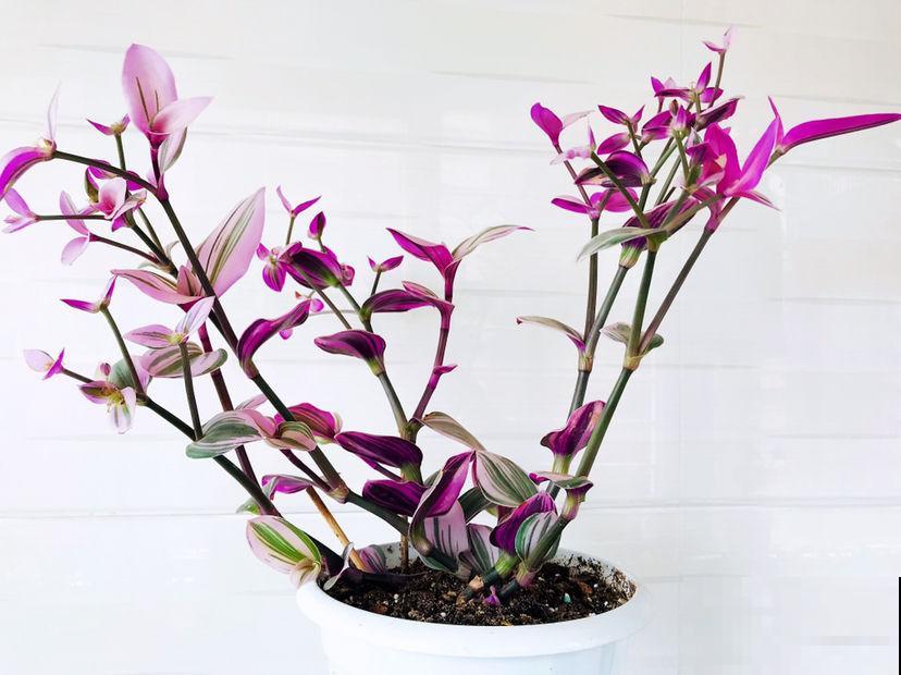 绿萝吊兰养腻了,5种奇花,养过1种就厉害了 绿萝吊兰养腻了,5种奇花,养过1种就厉害了