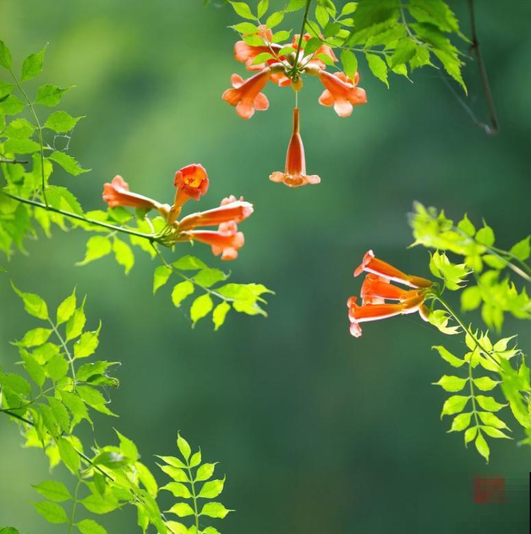 诗经里的植物,美了3000多年,有图有真相! 诗经里的植物,美了3000多年,有图有真相!