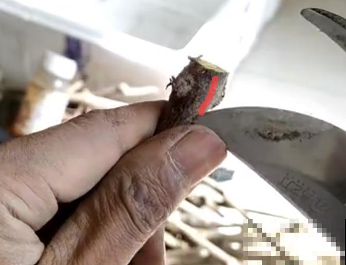 6种花扦插,杆子越粗越好活,根长成大扫把! 6种花扦插,杆子越粗越好活,根长成大扫把!