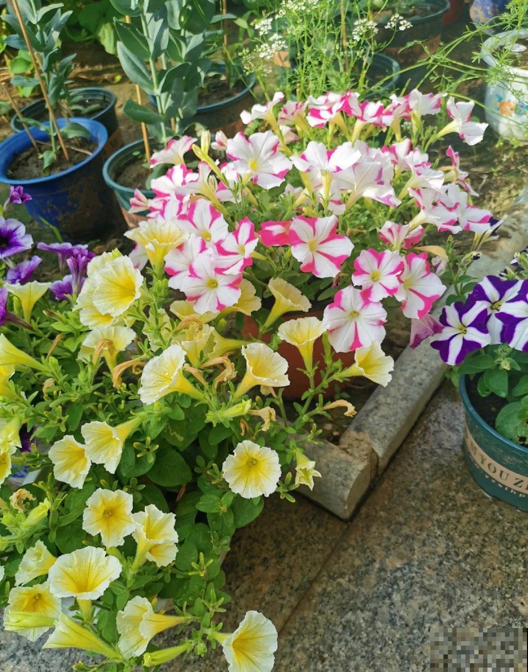 70岁老妈,一天也闲不住,院子里种满了花! 70岁老妈,一天也闲不住,院子里种满了花!