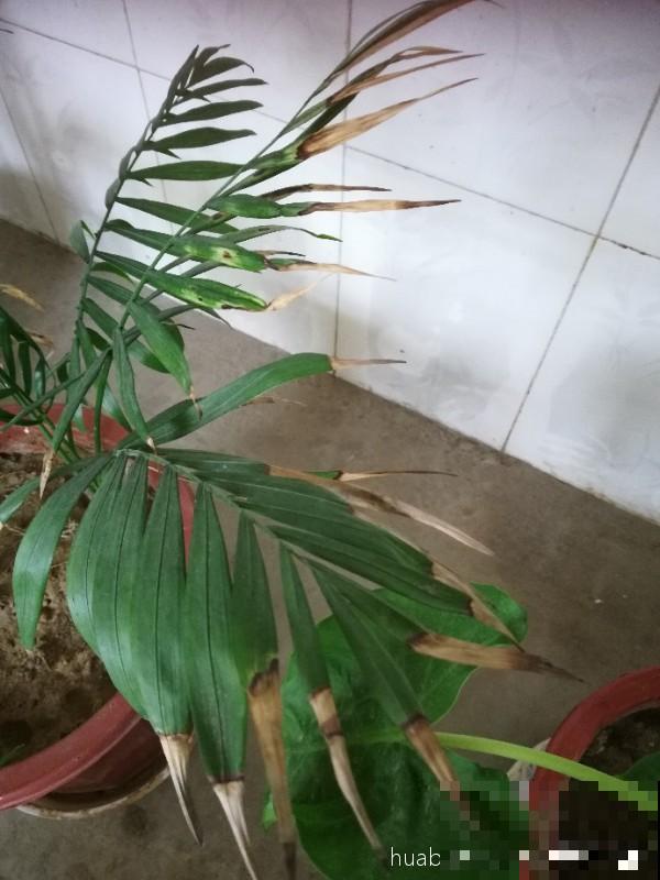 家里的吊兰总是干尖，剪一剪多喷水，叶子油亮翠绿