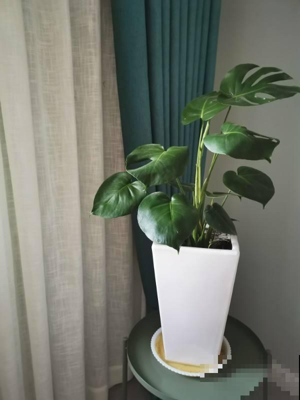 君子兰的大白根，就得喂点花生才长得更好，根系粗得像萝卜