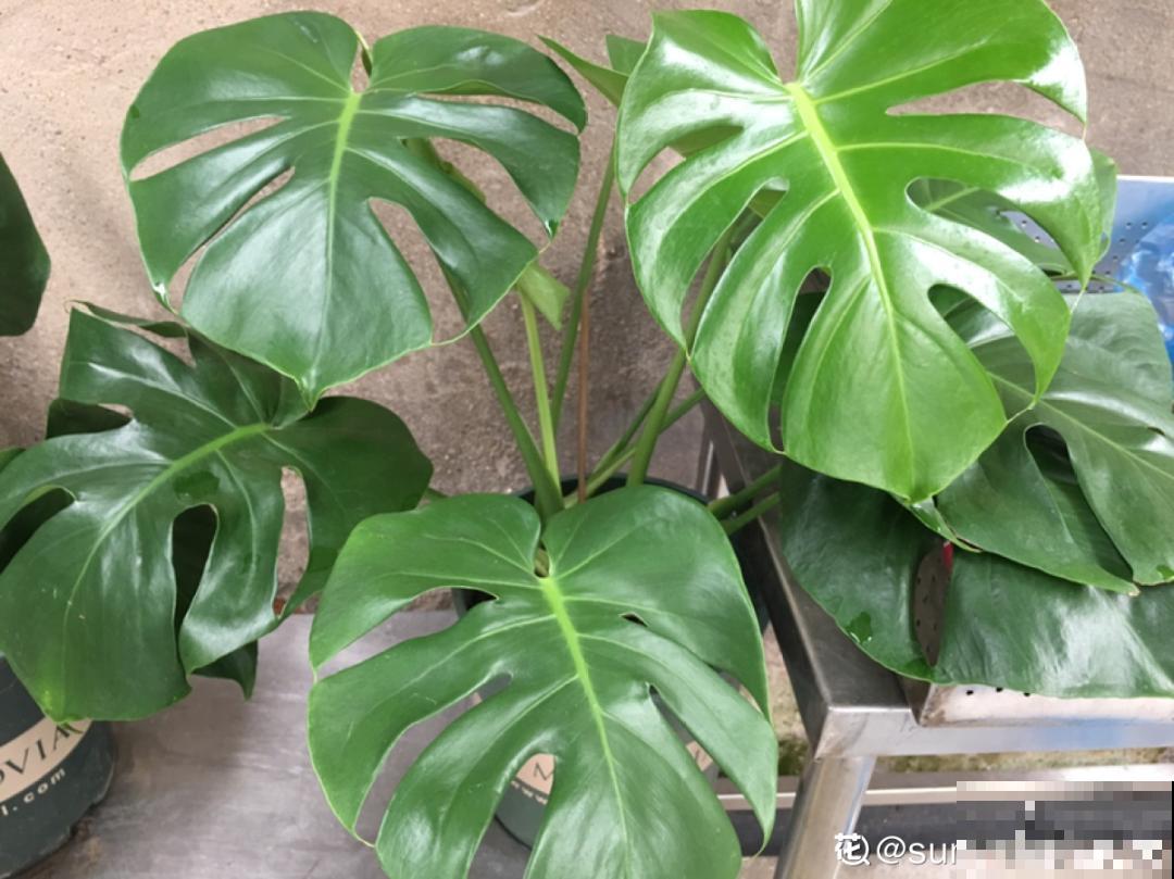 超耐阴的大叶植物，摆客厅吸废气，养一棵家里变森林！