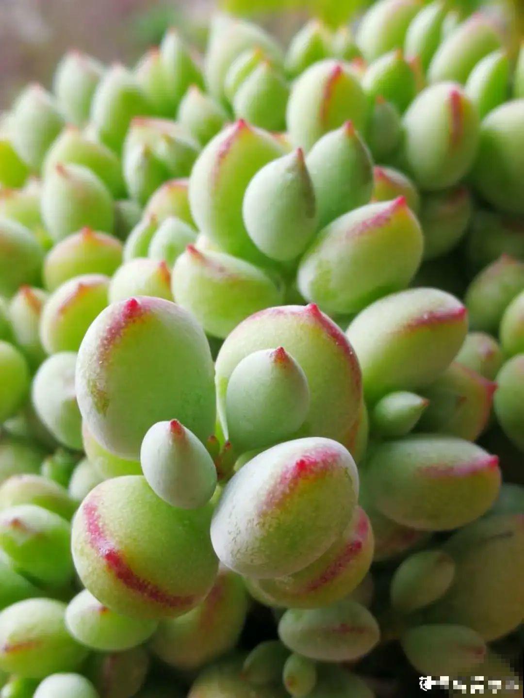 不用施肥打药,这花旱它几个月,疯狂爆花! 不用施肥打药,这花旱它几个月,疯狂爆花!