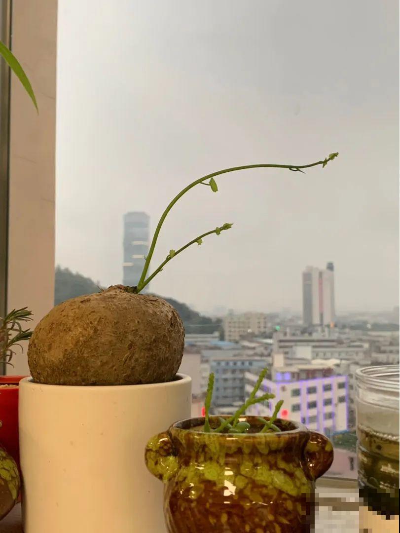 12种花，堪称“耐阴王”，比绿萝好看一万倍！