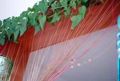 12种花，堪称“耐阴王”，比绿萝好看一万倍！