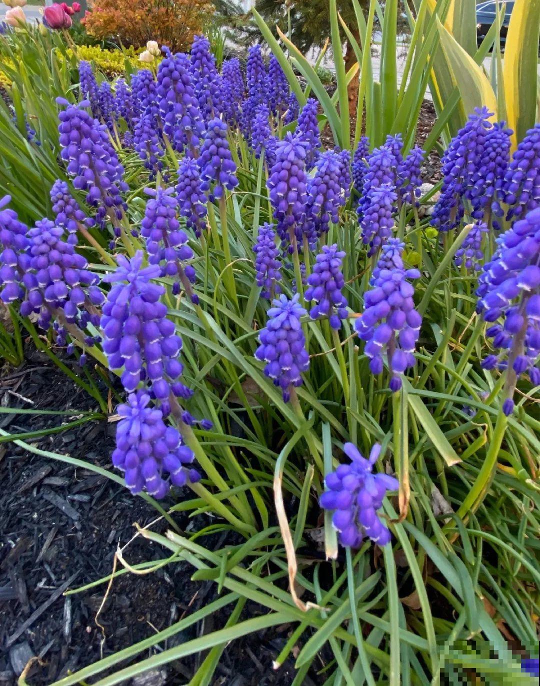 极品小铃铛,养一盆生一窝,冬天也能开花! 极品小铃铛,养一盆生一窝,冬天也能开花!