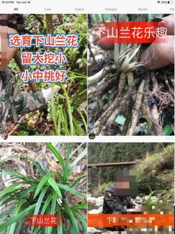 7种花不要随便挖，轻则罚款，重则坐牢！