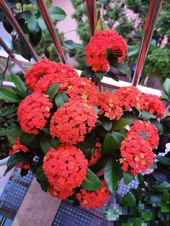 十二生肖花，每一种都代表一个属相，来看看你是哪一种