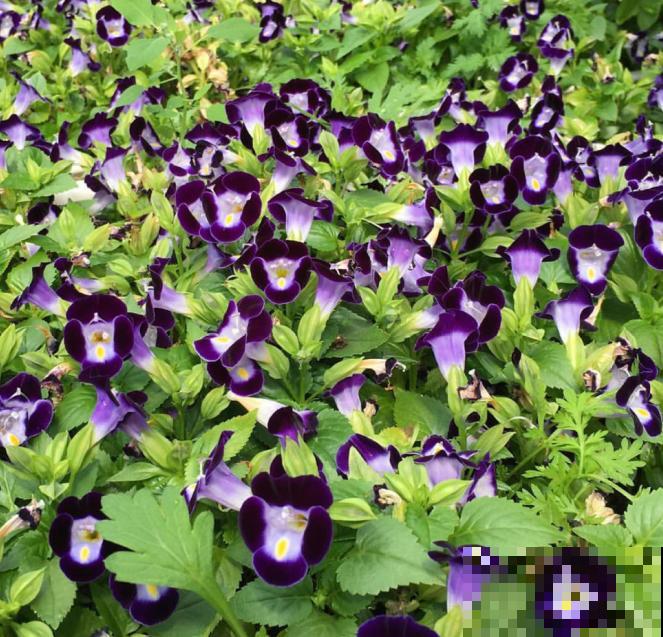强悍的夏堇花,种一次全年开花,花朵越掐越有! 强悍的夏堇花,种一次全年开花,花朵越掐越有!