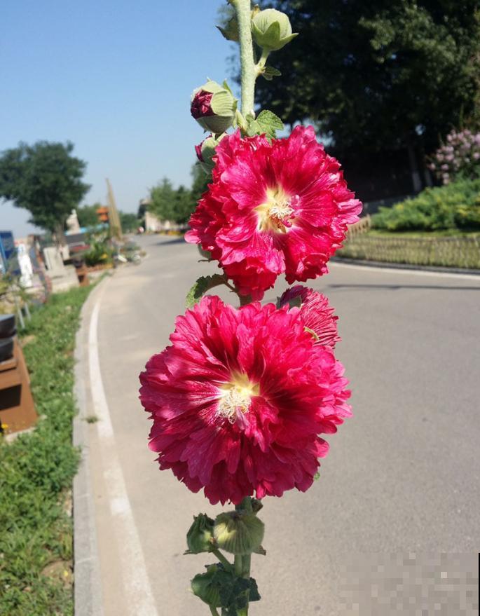 路边的芙蓉葵，一朵花比脸还大，耐旱又好养！