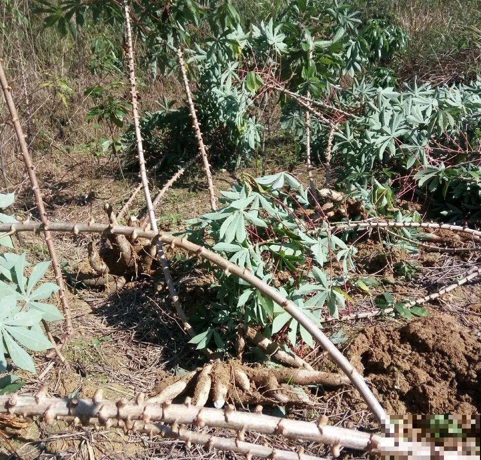 有些花有毒,家里有孩子要注意,不能乱碰 有些花有毒,家里有孩子要注意,不能乱碰