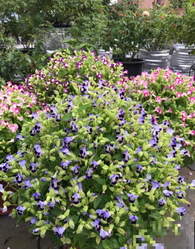 强悍的夏堇花,种一次全年开花,花朵越掐越有! 强悍的夏堇花,种一次全年开花,花朵越掐越有!