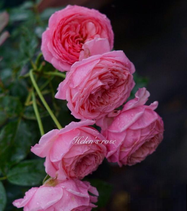 这些花,名字真让人尴尬,一读出来都没法听! 这些花,名字真让人尴尬,一读出来都没法听!