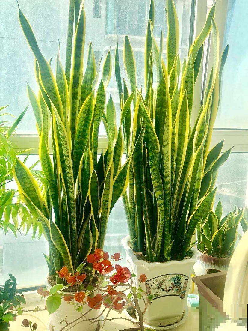 这花3年没浇水，却疯长得把盆撑爆，懒人福利啊！