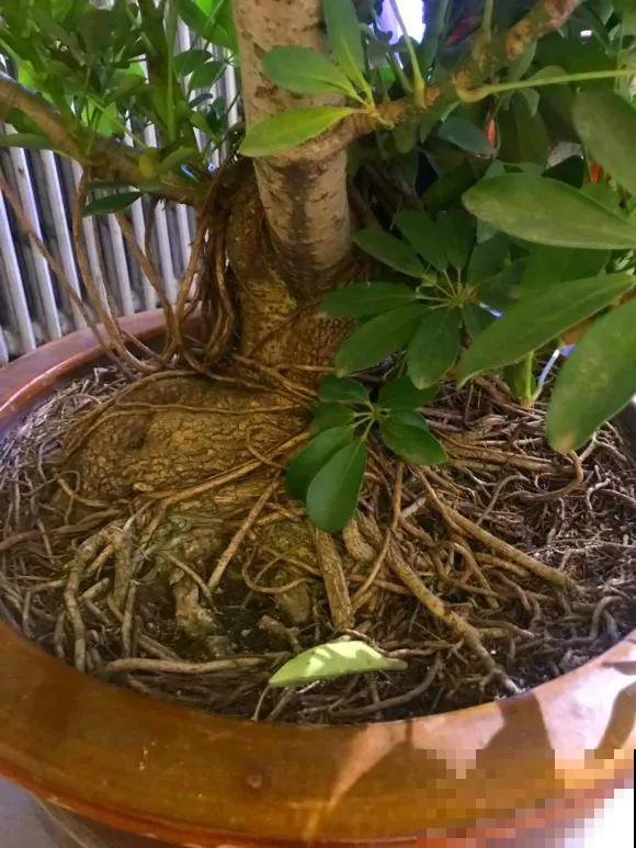 养这花，10年都不用换盆，照样养成传家宝