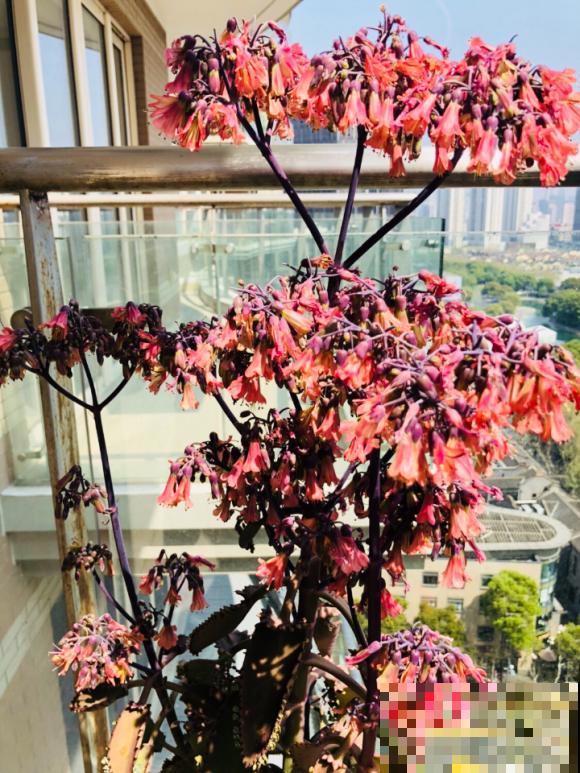 这花太能生崽,恨得用脚踩,结果越踩长得越多! 这花太能生崽,恨得用脚踩,结果越踩长得越多!