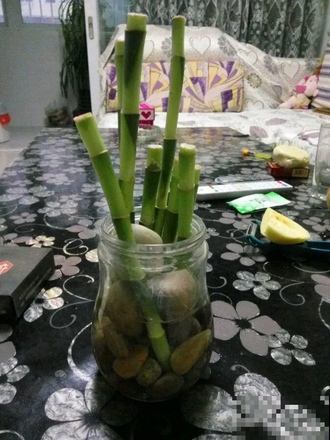 养花要狠得下心,枝条剁八段,呼呼长成新盆栽 养花要狠得下心,枝条剁八段,呼呼长成新盆栽