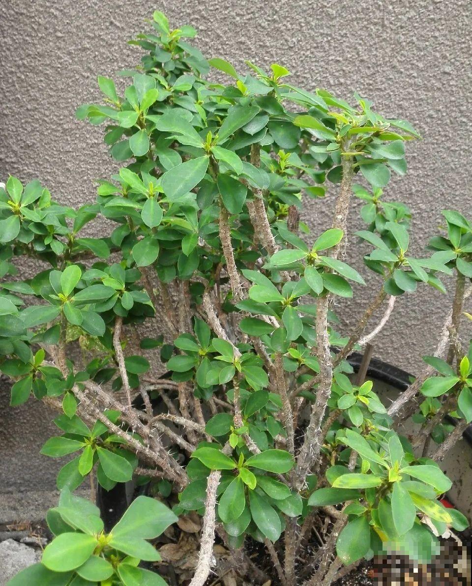 10种花，现在搬出去养，死不了还能长花苞！