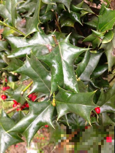 农村最奇特的植物，叶子长满刺，种门口可以防贼！