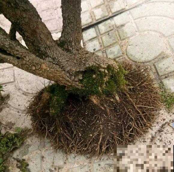 养这花，10年都不用换盆，照样养成传家宝