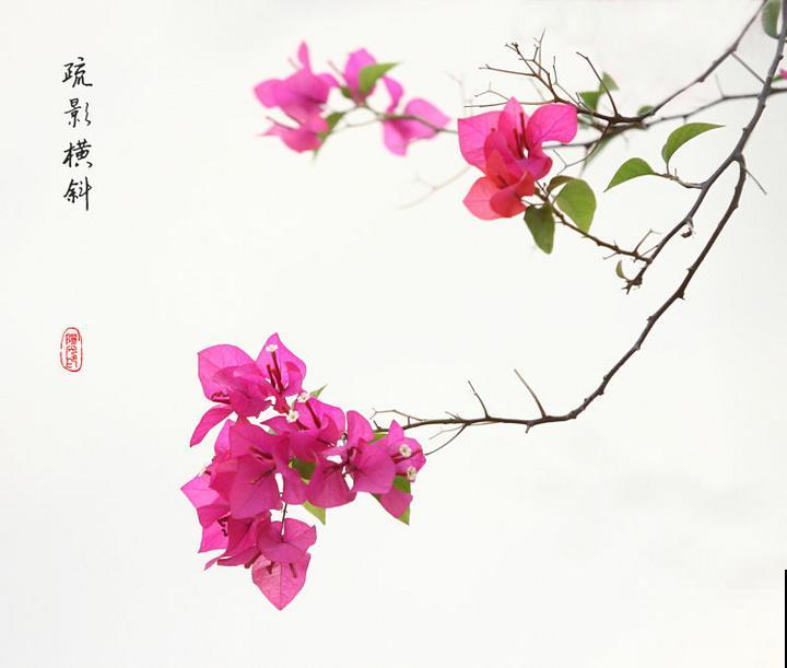 路边常见的4种花，名字里带梅，却不是梅花！