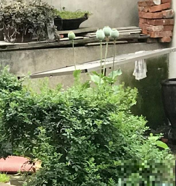 农村看到这种花，赶紧拔掉，养一棵也违法！