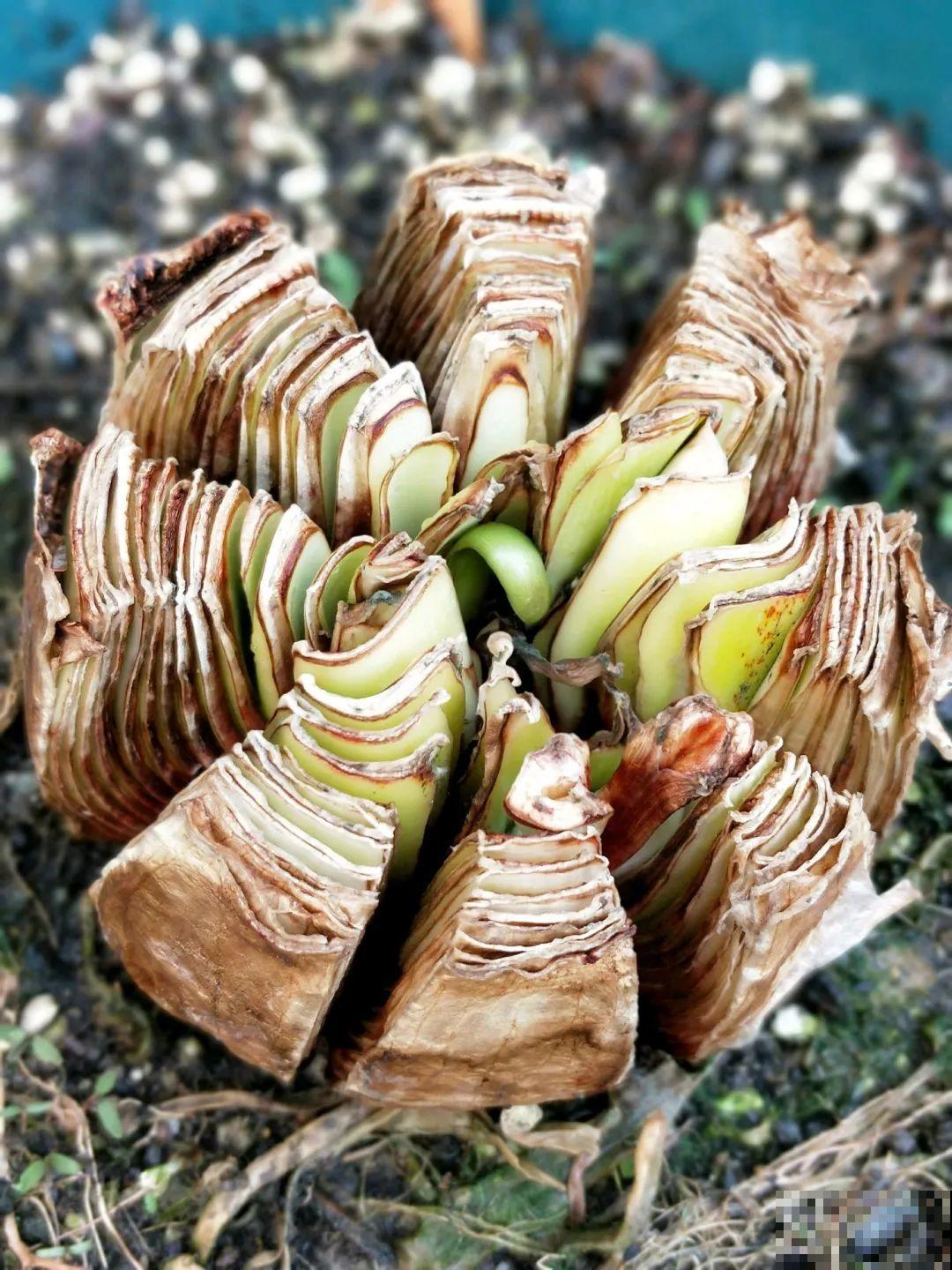 养花要狠得下心,枝条剁八段,呼呼长成新盆栽 养花要狠得下心,枝条剁八段,呼呼长成新盆栽