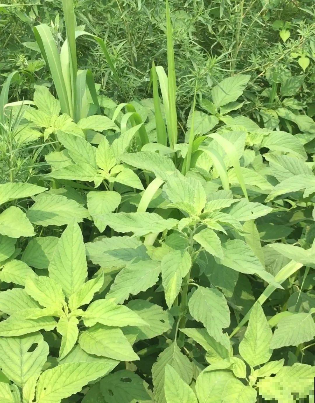 7月野菜金不换，2块钱一捆，凉拌吃格外香！