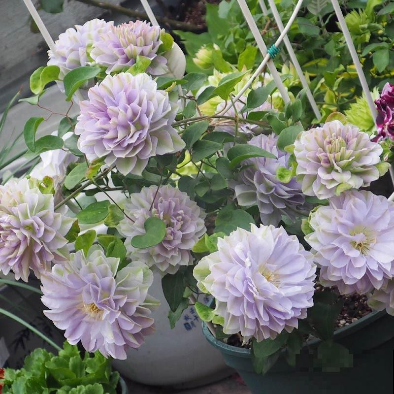 5种冷门花，今年特别流行，从种下到开花只用2个月！