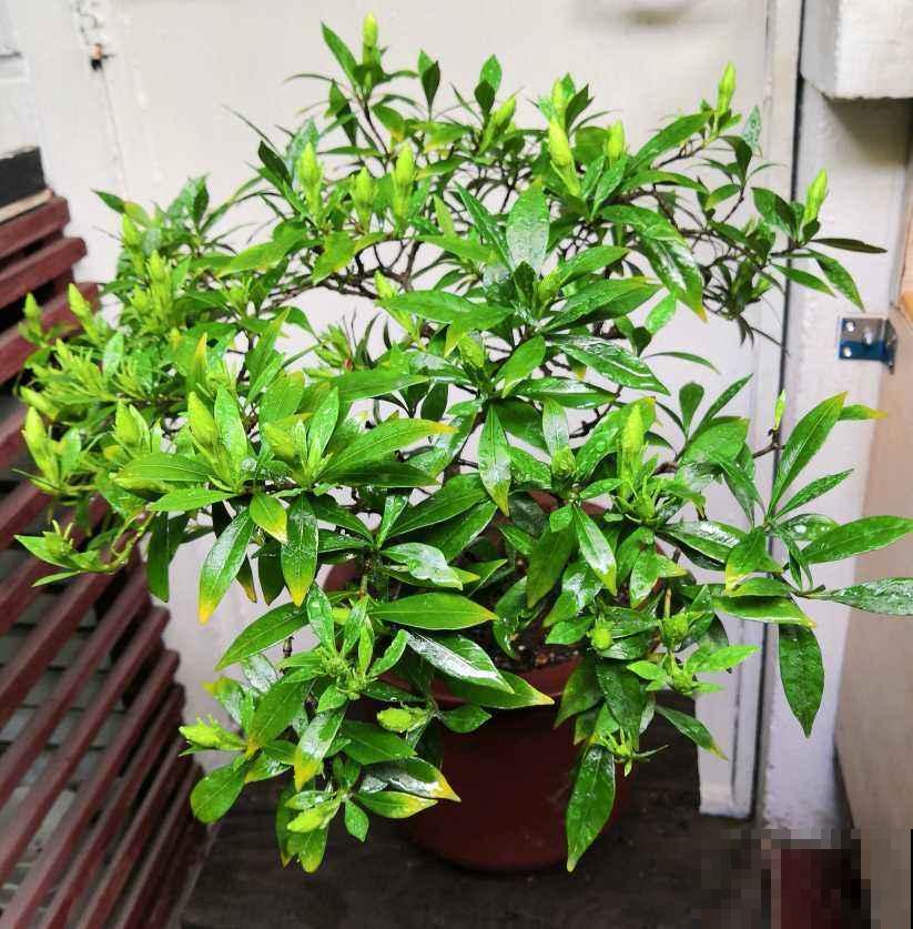 花市的花,叶子亮的闪眼睛,小心点,可能是喷了药 花市的花,叶子亮的闪眼睛,小心点,可能是喷了药