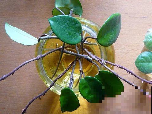 茉莉花扦插有机关，砍这一段枝条，插土里3天就活！