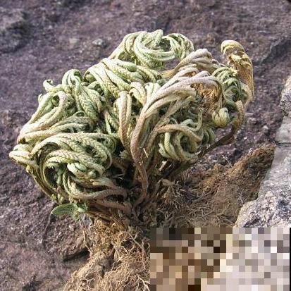 九死还魂草,怎么折腾都死不了,一遇水枯叶变绿叶! 九死还魂草,怎么折腾都死不了,一遇水枯叶变绿叶!