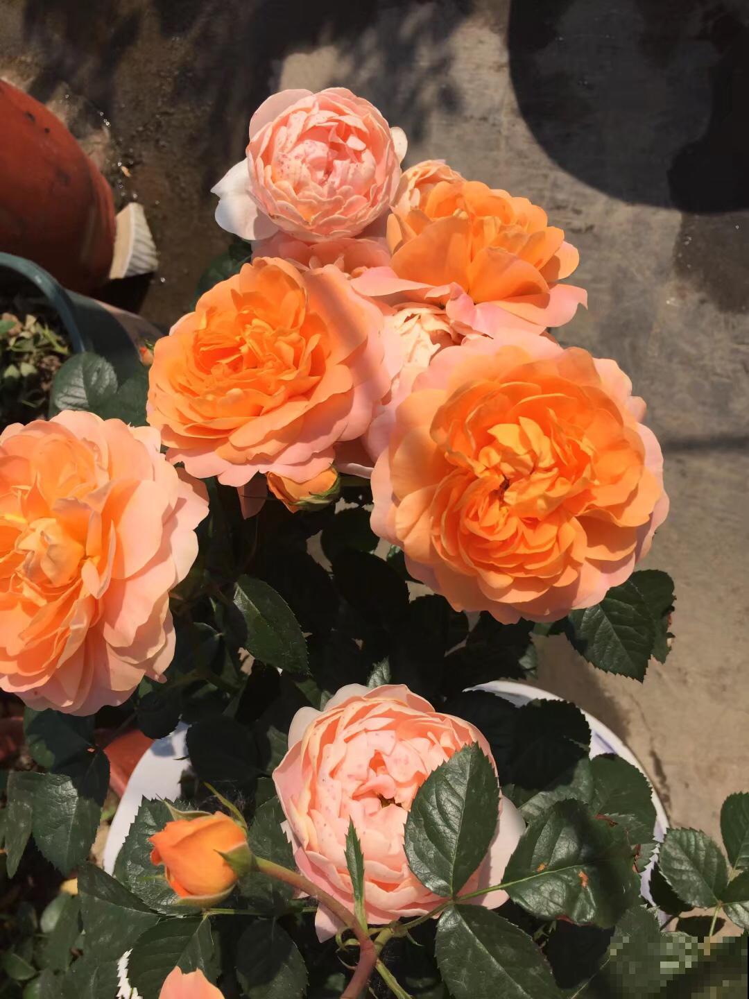 养这些花，就选一个最好的品种，随便养养都爆盆！