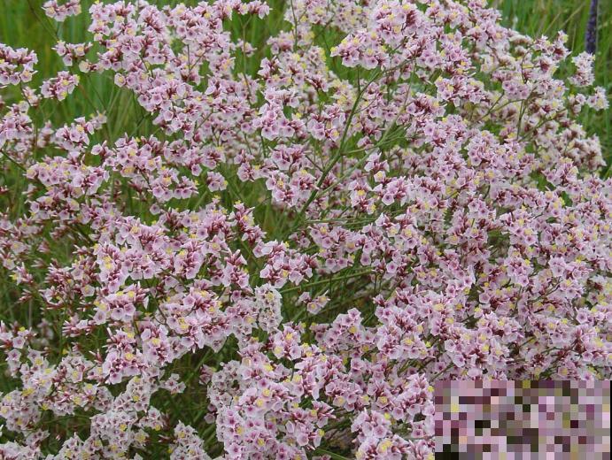 路边一种野花,能开2~3年不落,花瓣永不褪色! 路边一种野花,能开2~3年不落,花瓣永不褪色!