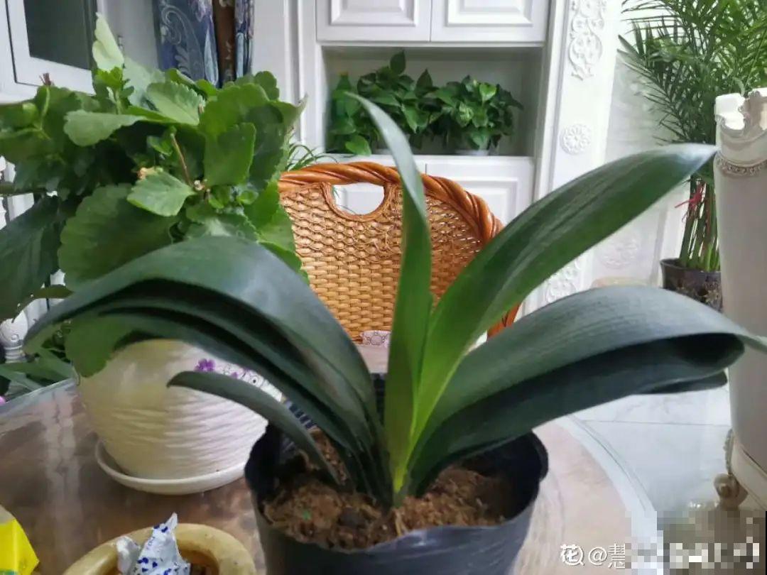 家里有这7种花,少浇水、不能晒,天热要休眠! 家里有这7种花,少浇水、不能晒,天热要休眠!