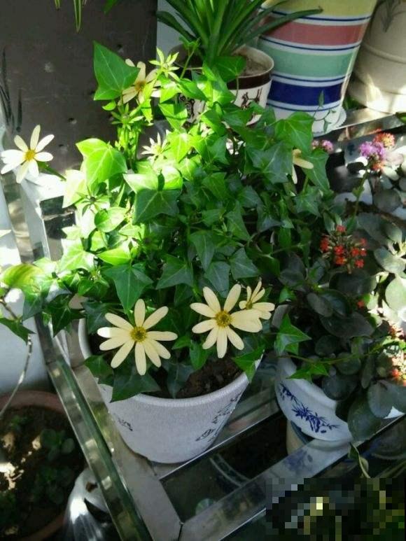 世界上品种最多的植物,没有之一,路边满大街都是! 世界上品种最多的植物,没有之一,路边满大街都是!