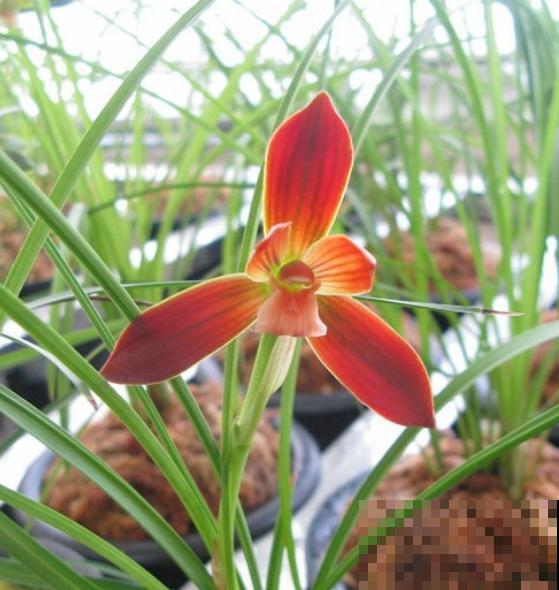 奇葩的养花方式,看得我目瞪口呆,长见识了! 奇葩的养花方式,看得我目瞪口呆,长见识了!