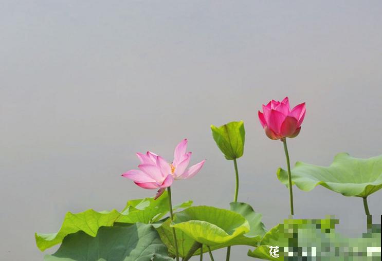 这花有20多个名字，多数人却只知道2个，看完长见识！